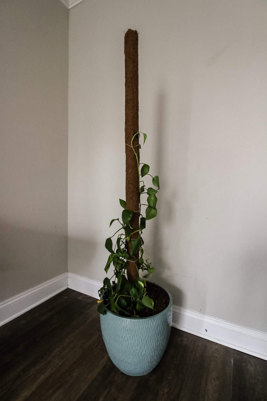 How To Make A DIY Pothos Moss Pole