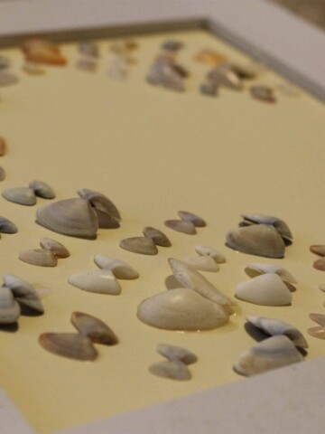 How to Frame Sea Shells - Charleston Crafted