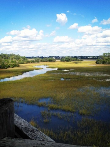 Palmetto Islands County Park - Charleston Crafted