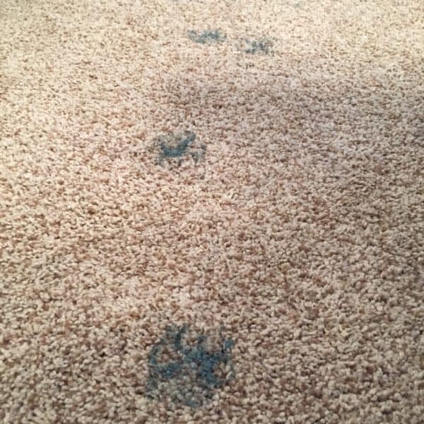 Homeowner Fail: How to get Dried Paint off of Carpet