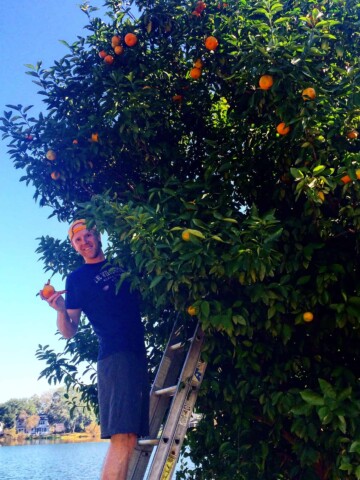 Our Orange Tree - Charleston Crafted