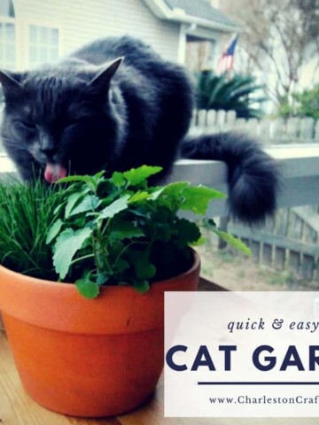 DIY Pet Grass & Cat Nip Cat Garden - Charleston Crafted