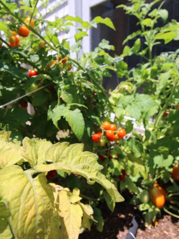 TOMATO Garden Update - Charleston Crafted