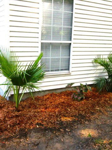 Tropical Yard Update - Charleston Crafted