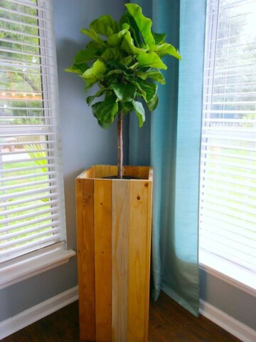 DIY Elevated Plant Stand for Fiddle Leaf Figs and Other Indoor Plants - Charleston Crafted