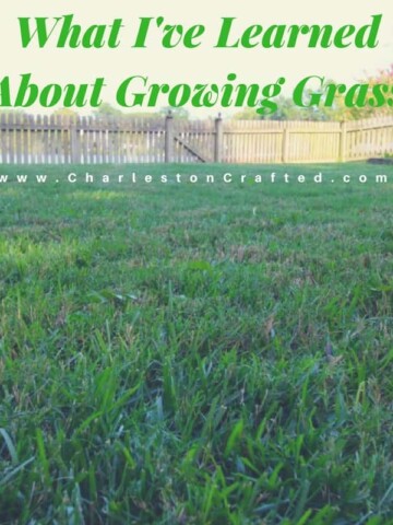 What I've Learned About Growing Grass - Charleston Crafted