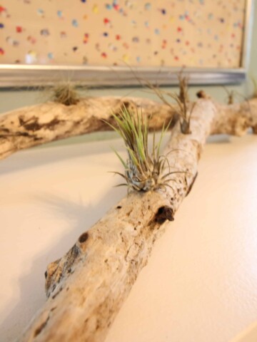 DIY Driftwood Air Plant Planter - Charleston Crafted