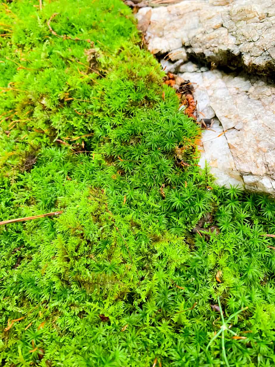 How to grow moss in your yard