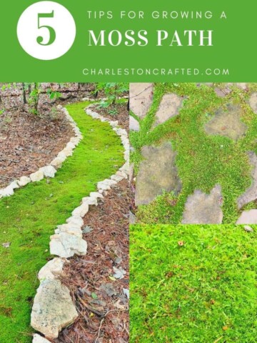 tips for growing a moss path