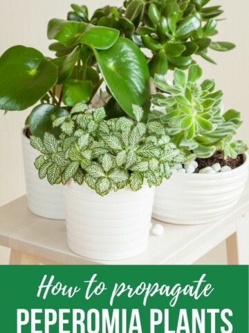 how to propagate peperomia plants