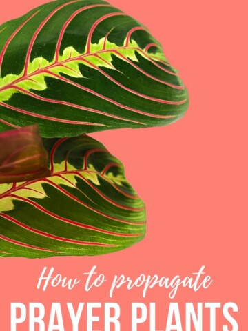 how to propagate prayer plants