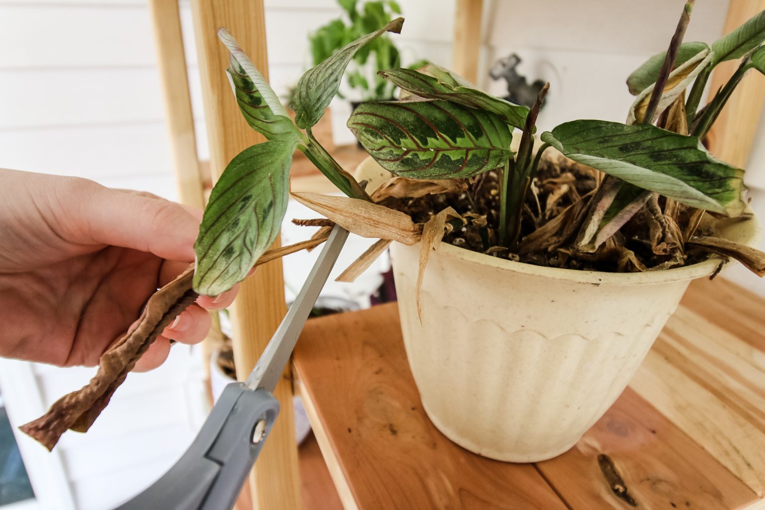 how-to-trim-dead-plant-leaves