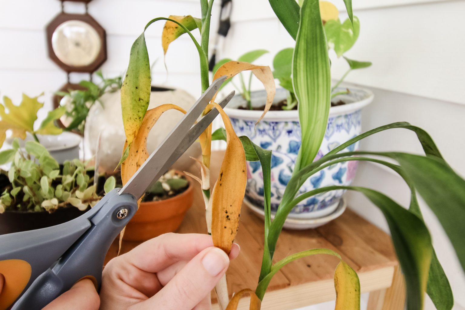 How to trim dead plant leaves