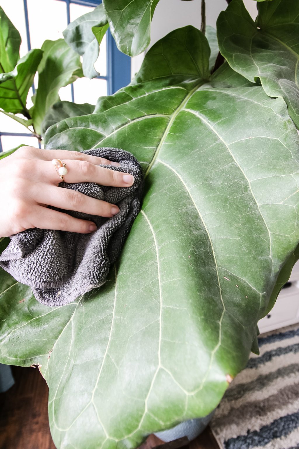 How to clean houseplant leaves