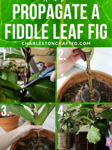 how to propagate a fiddle leaf fig plant from a cutting