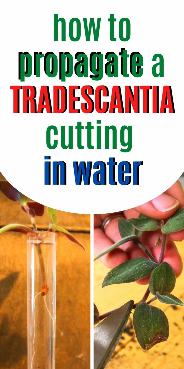 How to Propagate Tradescantia in water