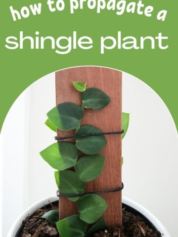 How to propagate a Rhaphidophora Hayi shingle plant