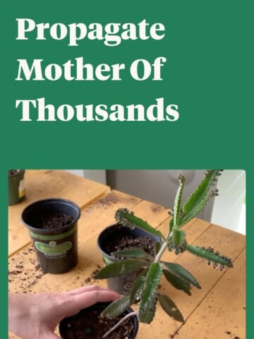 how to propagate mother of thousands