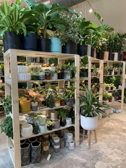 Plant House Charleston - all about this house plant store!