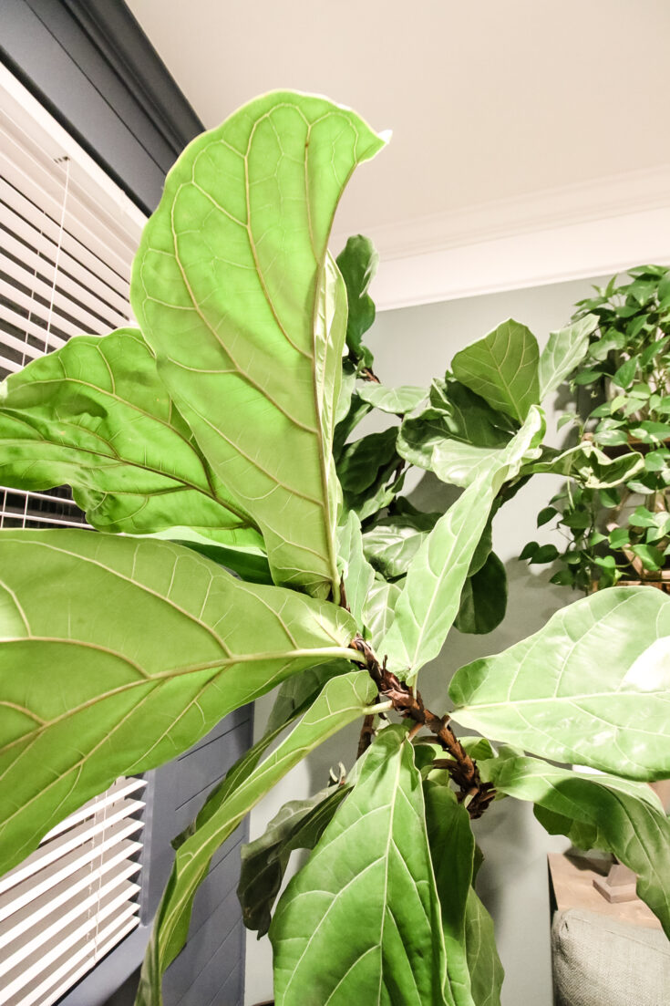 The complete Fiddle Leaf Fig Care Guide