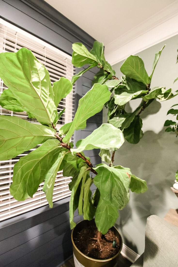 The complete Fiddle Leaf Fig Care Guide