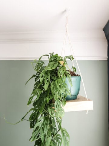 Hanging plant shelf with swiss cheese plant