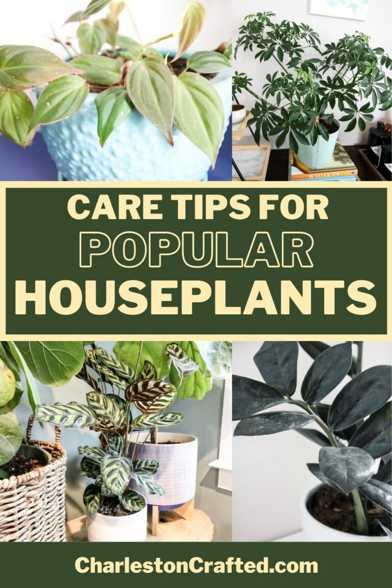 The most popular houseplants (and how to care for them)