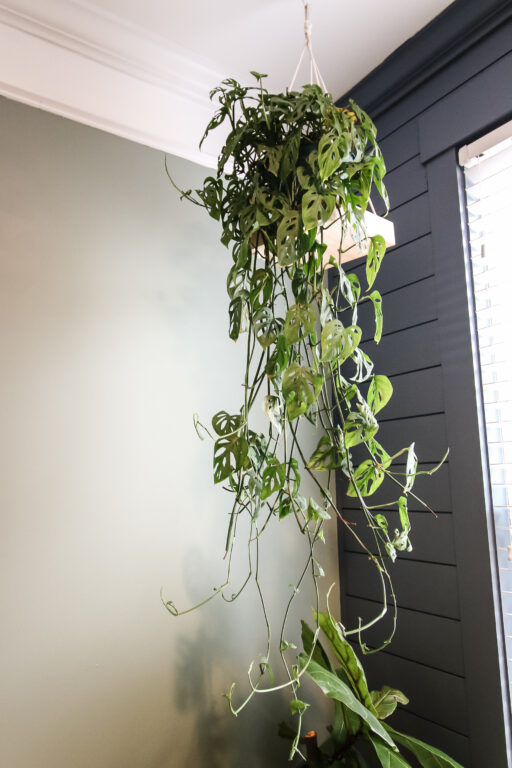 The best hanging plant stands for your home