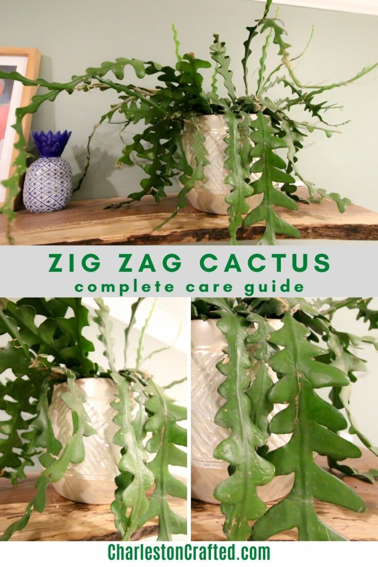 The complete Ric Rac cactus care guide