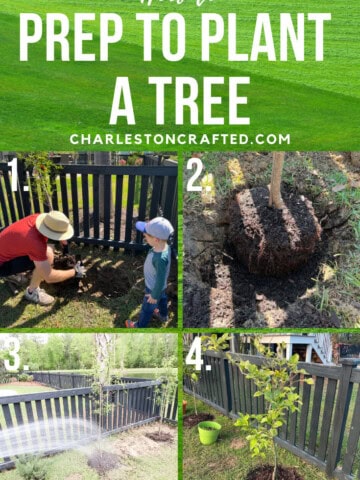 How to prep to plant a tree - Charleston Crafted