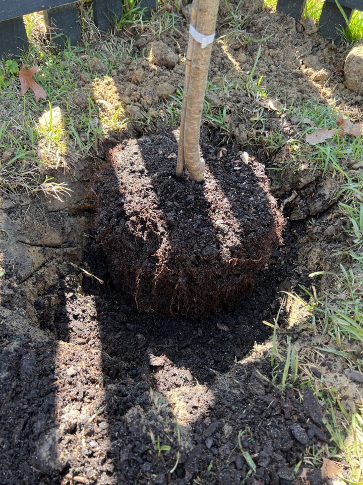 How to prep to plant trees