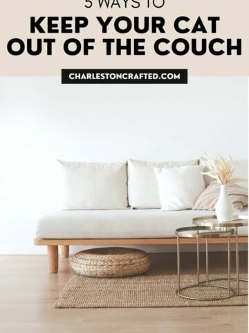 5 ways of keeping your cat out of the couch