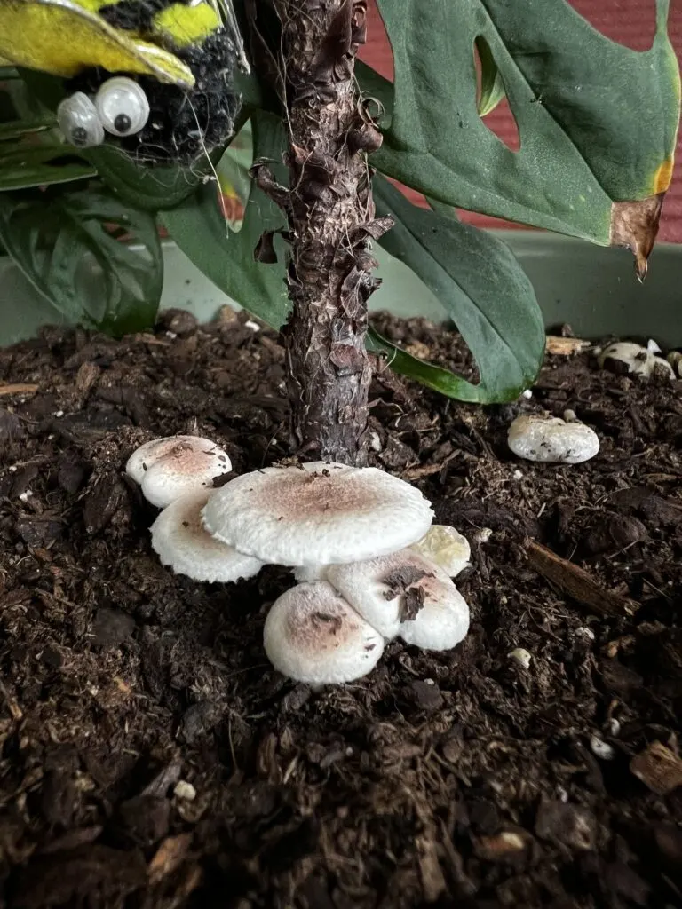 mushroom at base of fiddle leaf fig
