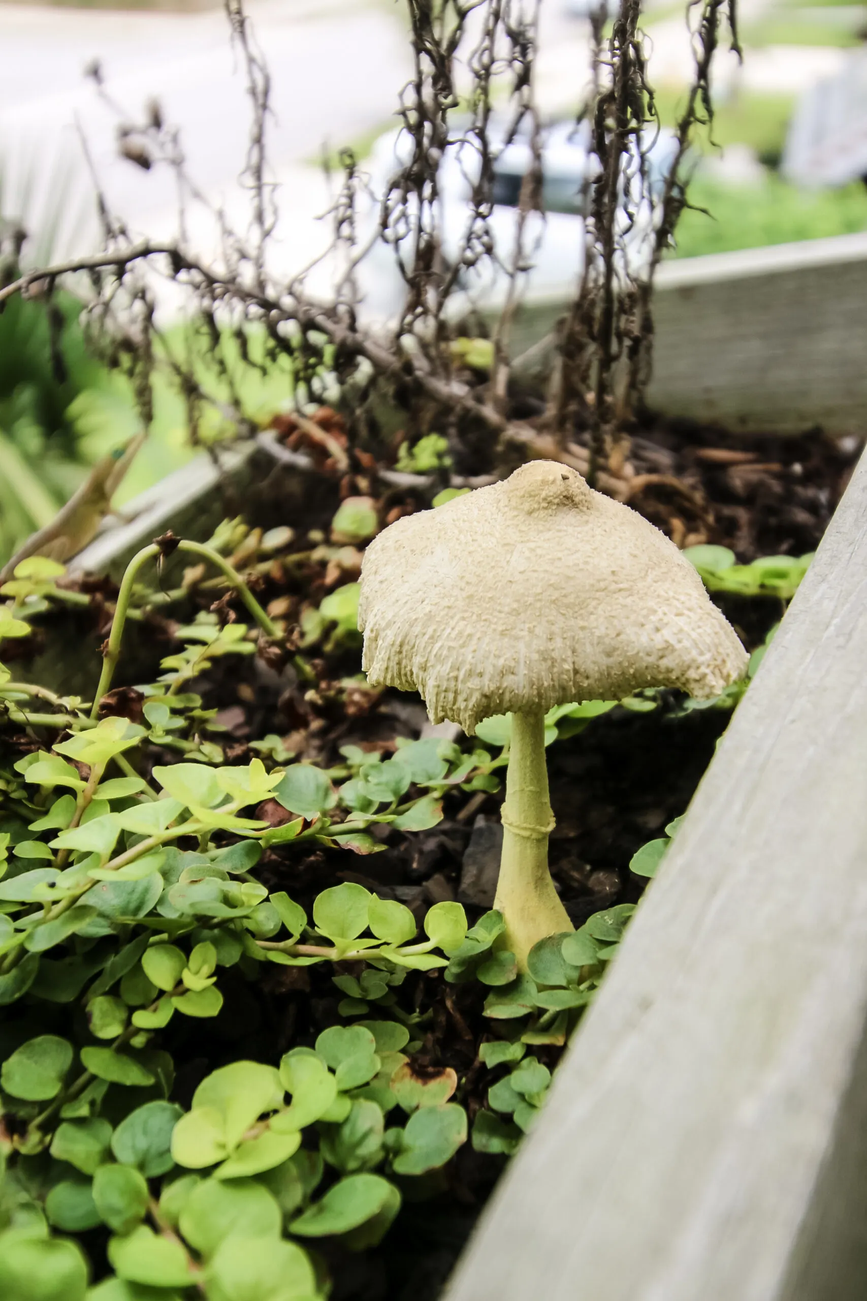 mushroom in planter