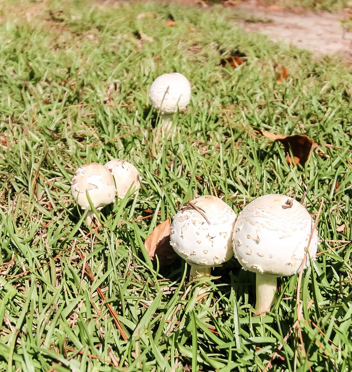 mushrooms in grass