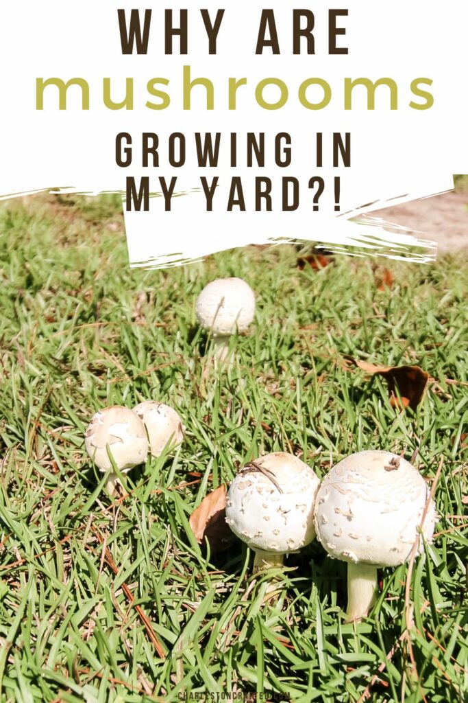 why are mushrooms growing in my yard