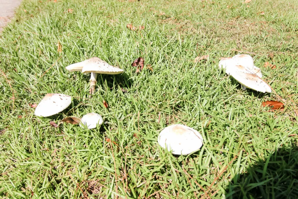mushroom grass