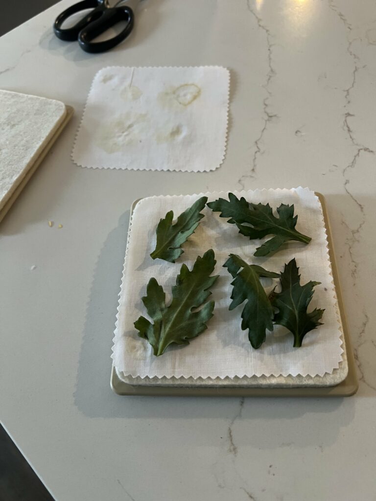 leaves in a microwave flower press