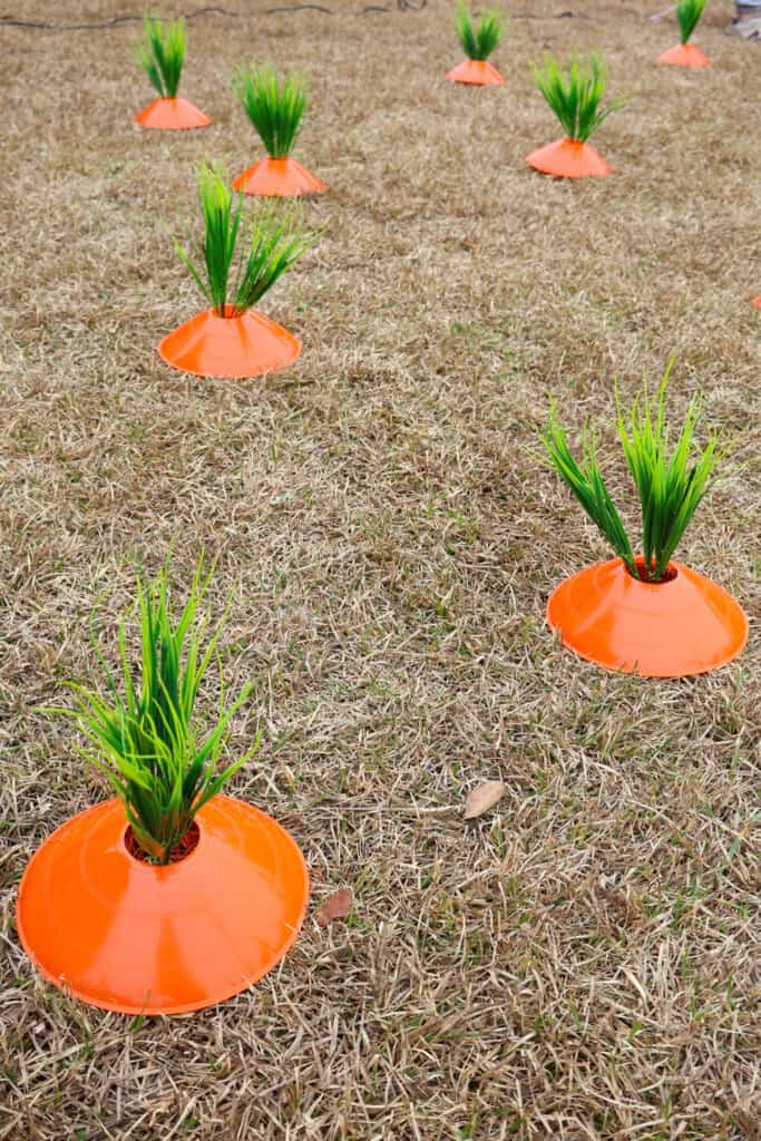 yard carrot patch for easter