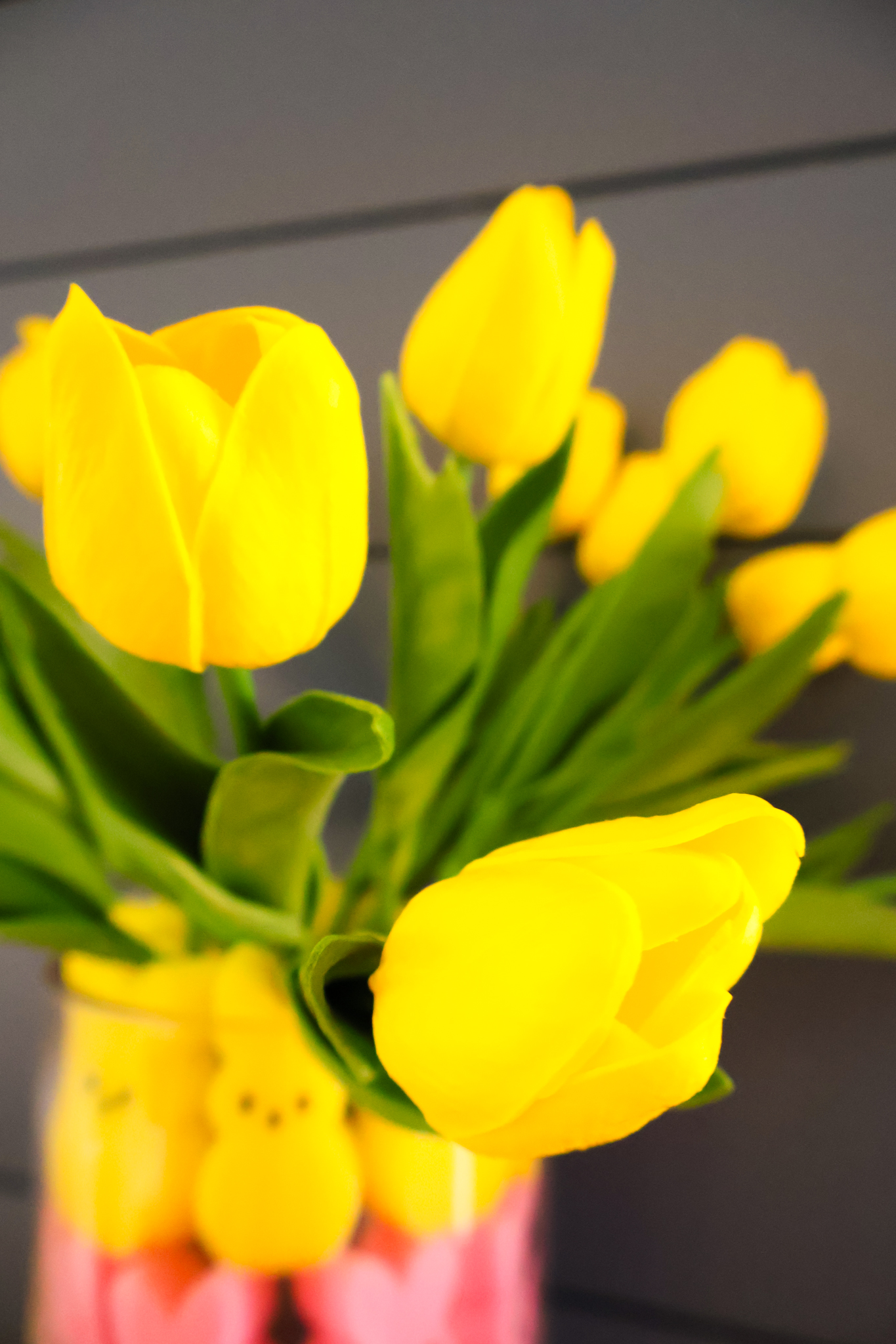 close up of yellow tulips